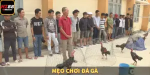 Mẹo Chơi Đá Gà