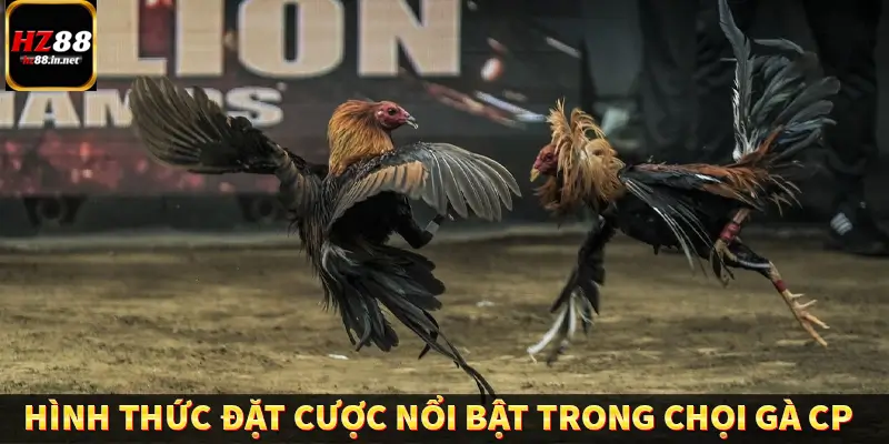 Các hình thức đặt cược nổi bật trong chọi gà CP