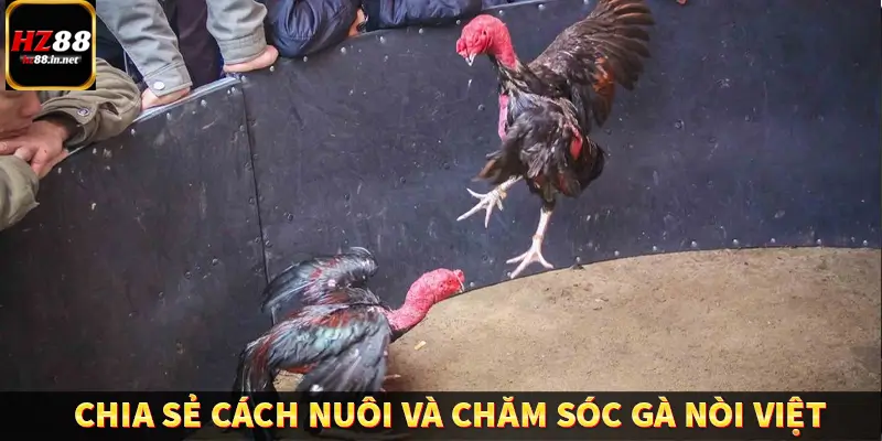 Chia sẻ cách nuôi và chăm sóc gà nòi Việt