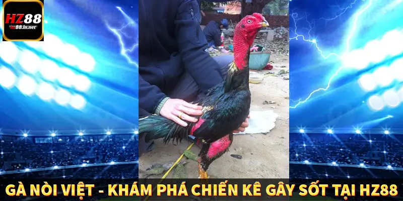Gà Nòi Việt - Khám Phá Chiến Kê Gây Sốt Tại HZ88