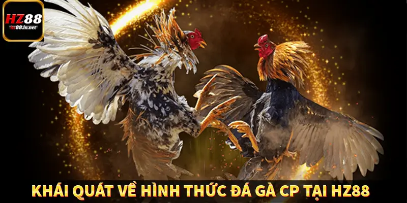 Giới thiệu khái quát về hình thức đá gà CP tại HZ88