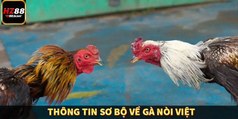 Thông tin sơ bộ về gà nòi Việt