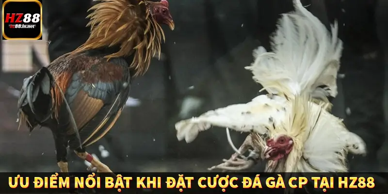 Ưu điểm nổi bật khi đặt cược đá gà CP tại HZ88