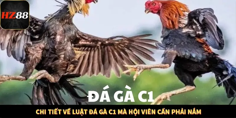 Chi tiết về luật đá gà C1 mà hội viên cần phải nắm