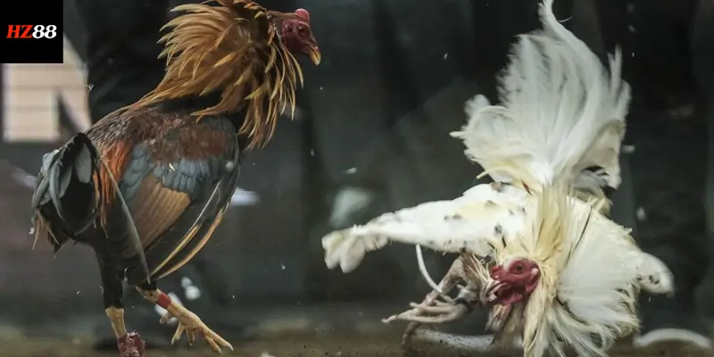 Đá Gà Cựa Dao – Mãn Nhãn Với Các Trận Chiến Hấp Dẫn Tại 789F