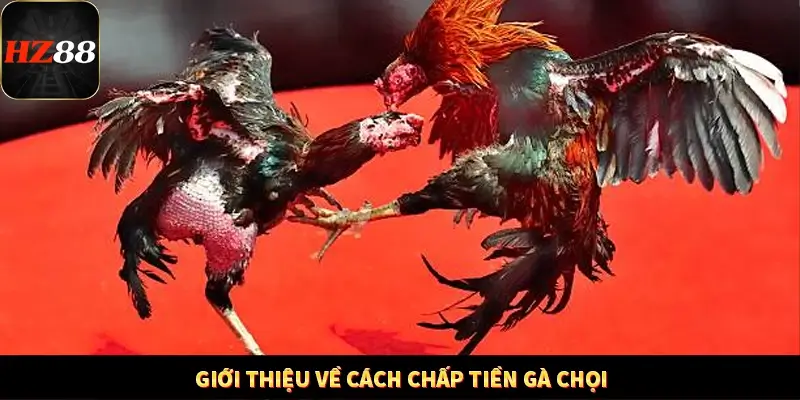 Game Bài Mới Nổi Xu Hướng Cá Cược 2025 11 Giới thiệu về cách chấp tiền gà chọi