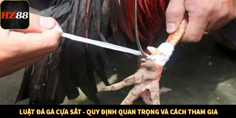 Luật Đá Gà Cựa Sắt - Quy Định Quan Trọng Và Cách Tham Gia